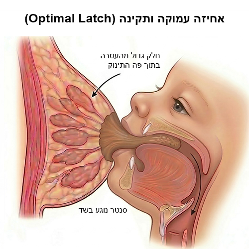 אחיזה עמוקה ותקינה בהנקה